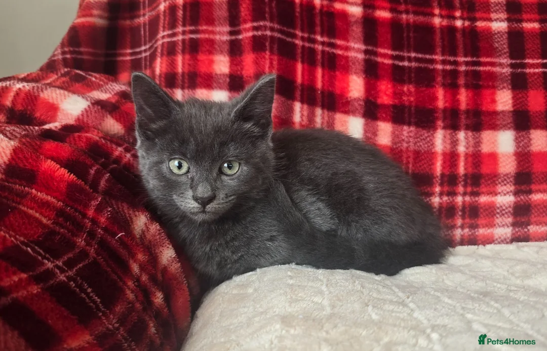 Mixed Breed cats for sale: 8 week old grey fluffy male  - Advert 1