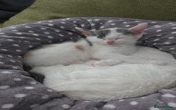 British Shorthair cats for sale: Beautiful female kitten - Image 2