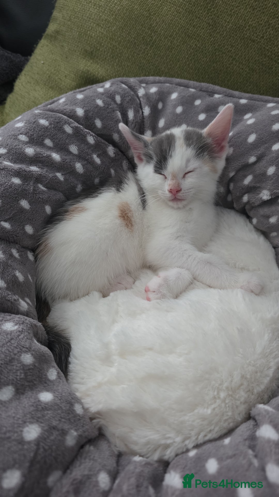 British Shorthair cats for sale: Beautiful female kitten - Image 2