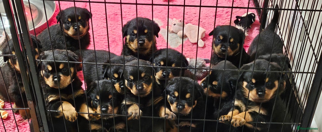 Rottweiler dogs for sale: Suberbly Bred KC Registered Rottweiler Puppies  - Advert 4
