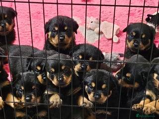 Rottweiler dogs Suberbly Bred KC Registered Rottweiler Puppies - Advert 14