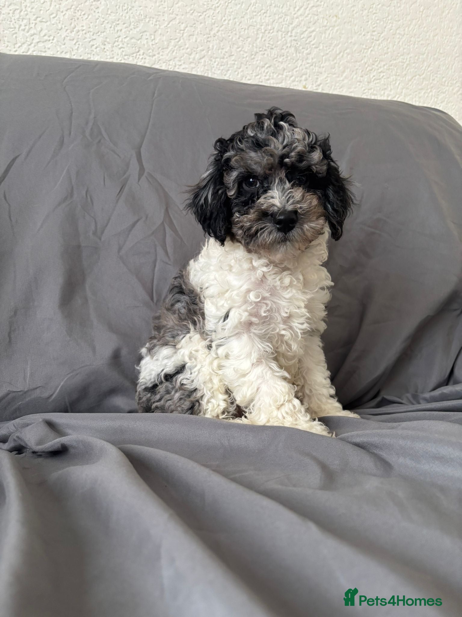 Cavapoochon dogs Cavapoochon puppies for sale  in Stoke-on-Trent - Advert 3