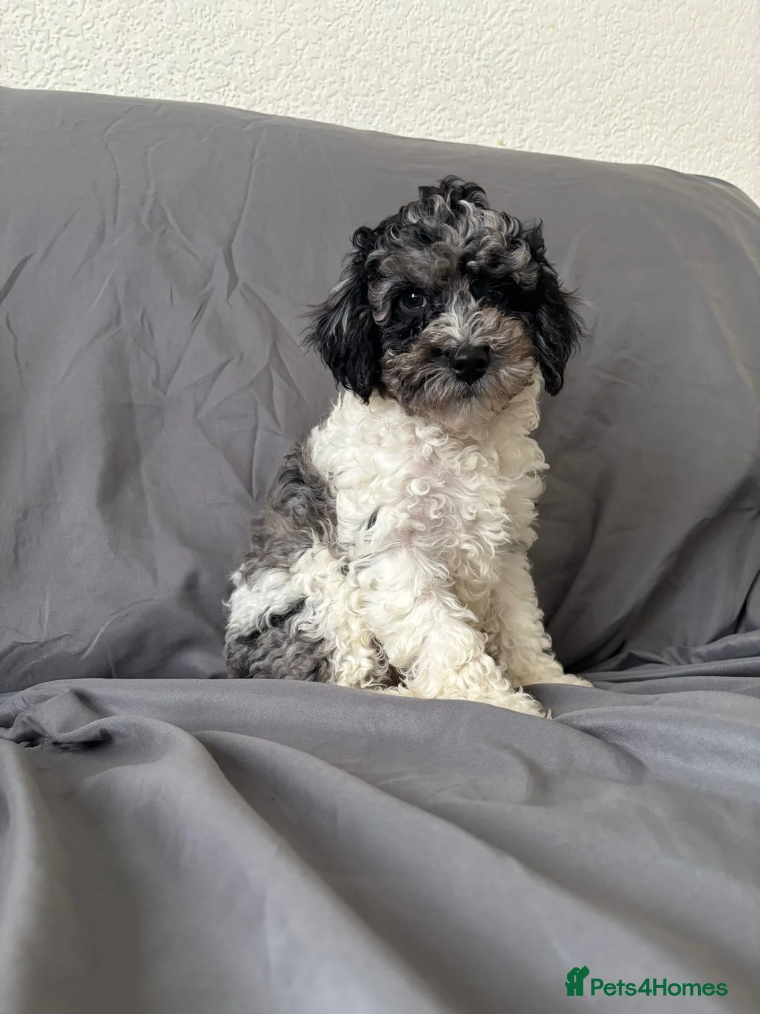 Cavapoochon dogs for sale: Cavapoochon puppies for sale  in Stoke-on-Trent - Advert 1