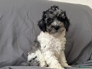 Cavapoochon dogs Cavapoochon puppies for sale in Stoke-on-Trent - Advert 3