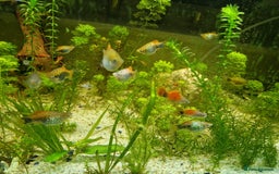 Platies fish for sale: Mixed Platies for sale - Image 7