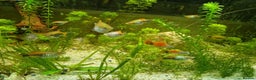 Platies fish for sale: Mixed Platies for sale, 15 fish for £10 - Advert 7
