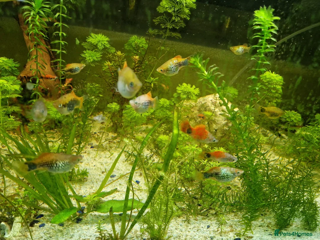 Platies fish for sale: Mixed Platies for sale, 15 fish for £10 - Advert 7