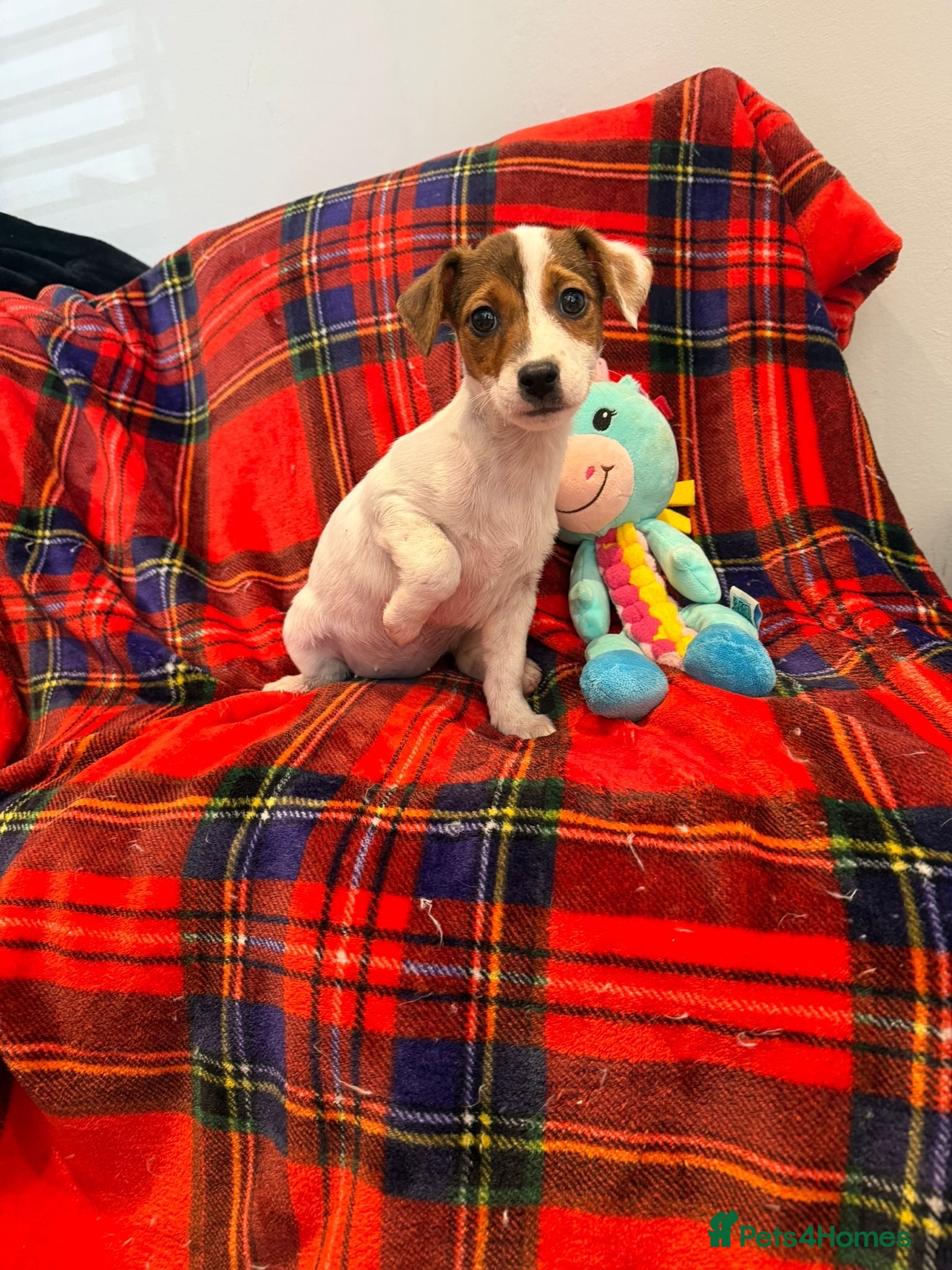 Jack Russell dogs Stunning Jack Russel pups fully vaccinated  - Advert 2