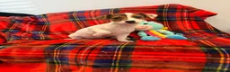 Jack Russell dogs for sale: Stunning Jack Russel pups ready to go  - Advert 2