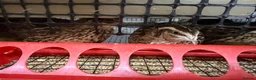 Quail poultry for sale: Laying Hen Quails in Abertillery - Advert 3