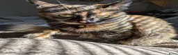 Maine Coon cats for sale: Maine coon kittens ready for new homes  in Carlisle - Advert 4