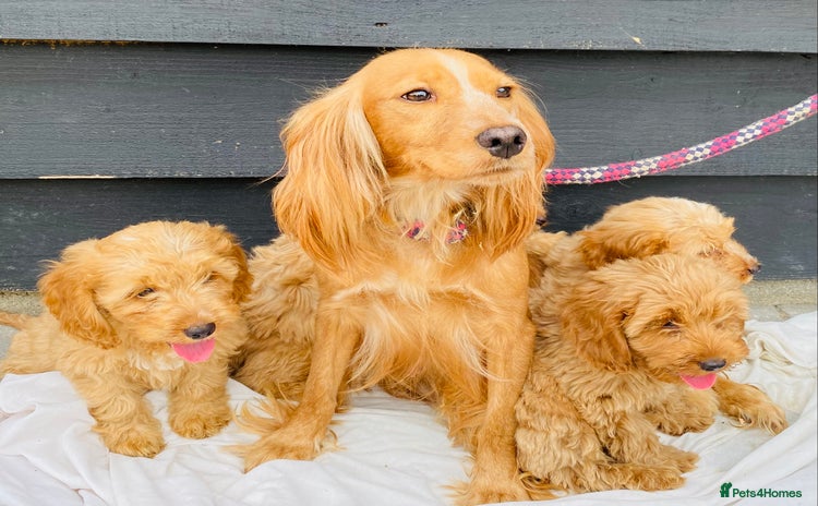 Cockapoo dogs - Advert 9