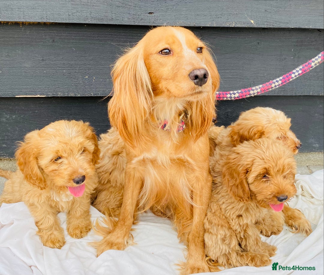 Cockapoo dogs for sale: Gorgeous f1 cockerpoos - Image 1