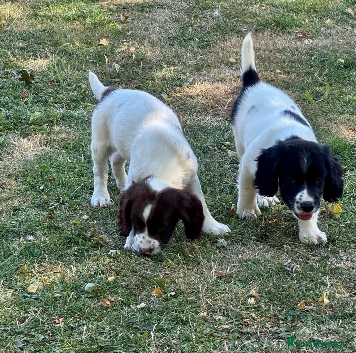 English Springer Spaniel dogs KCspringer spaniels ready next week Saturday - Advert 2