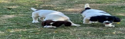 English Springer Spaniel dogs for sale: KC springer spaniels 1 male left ready to go  - Advert 6