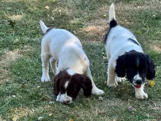 English Springer Spaniel dogs KCspringer spaniels ready next week Saturday - Advert 2