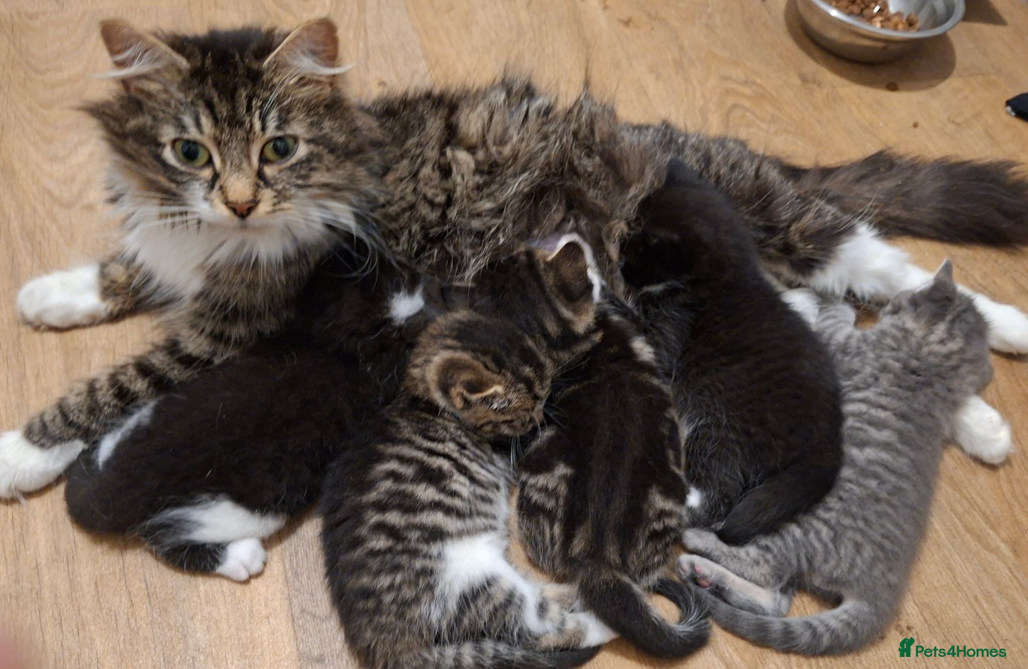 Mixed Breed cats Beautiful Kittens  - Advert 5
