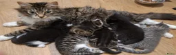 Mixed Breed cats for sale: Beautiful Kittens  - Advert 1