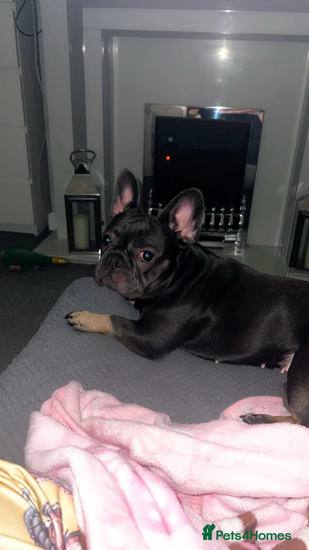 French Bulldog dogs for sale: French bulldog looking for good home  - Advert 3