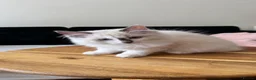 Ragdoll cats for sale: Ragdoll kittens for sale  - Advert 30