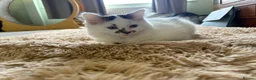 Mixed Breed cats for sale: 16 week old female kitten - Advert 3
