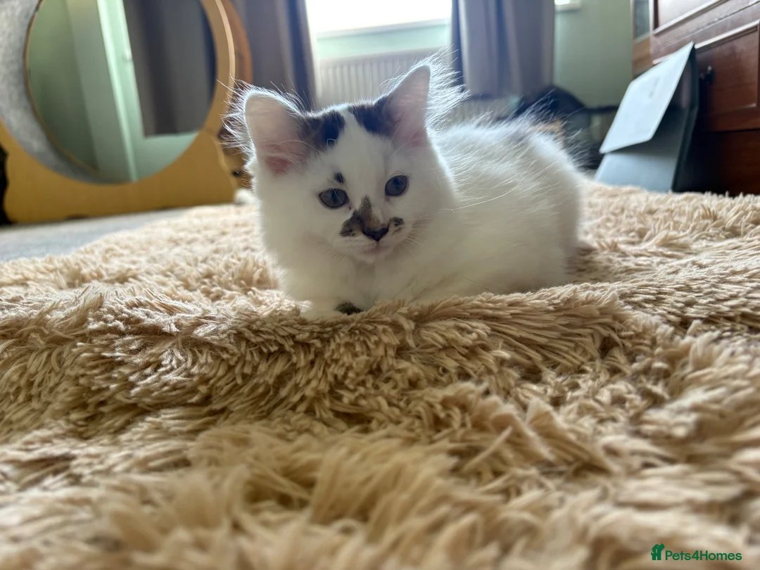 Mixed Breed cats for sale: 16 week old female kitten - Advert 3
