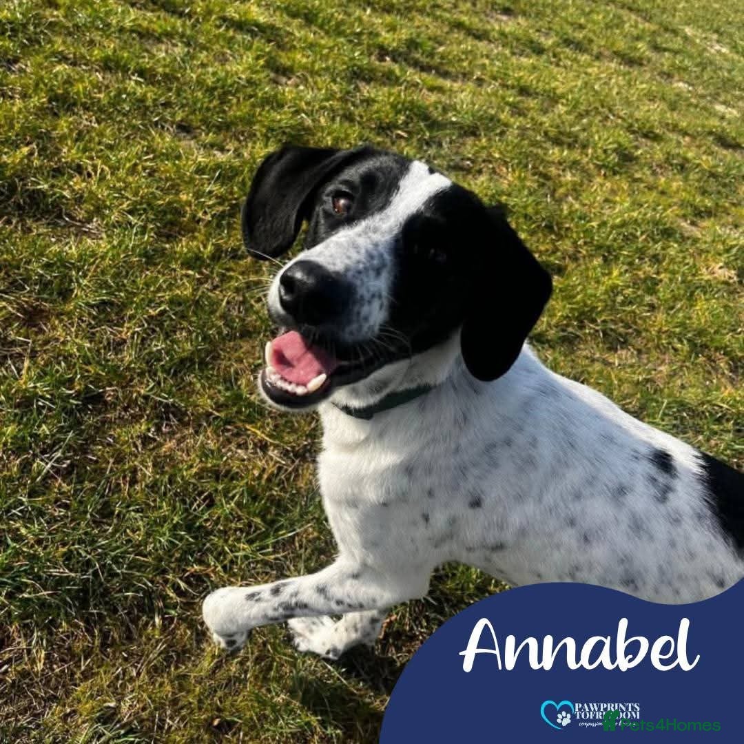 Mixed Breed dogs Meet Annabel, currently residing in Hertfordshire  - Advert 1
