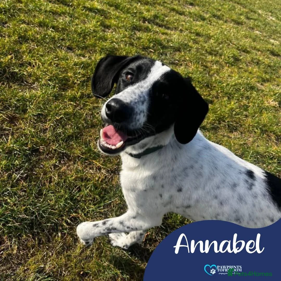 Mixed Breed dogs for adoption: Meet Annabel, currently residing in Hertfordshire  in Stevenage - Advert 1
