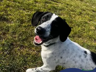 Mixed Breed dogs Meet Annabel, currently residing in Hertfordshire - Advert 1