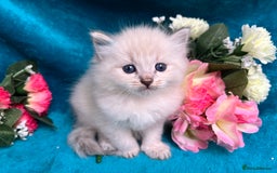 Siberian cats for sale: 🩵🩵Stunning Siberian Neva Masquerade Babies🩵🩵 - Image 3
