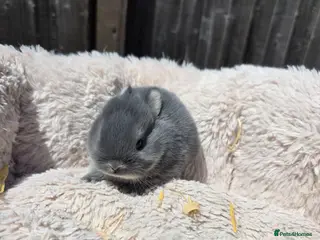 Netherland Dwarf rabbits for sale: Netherland dwarf bunnies - Advert 1