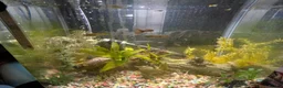 Other/Mixed Breed fish for sale: Young guppies  - Advert 6