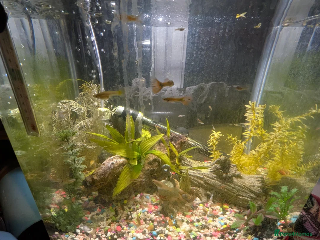 Other/Mixed Breed fish for sale: Young guppies  - Advert 6