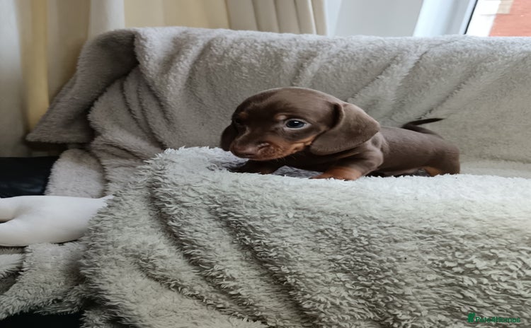 Miniature Dachshund dogs - Advert 11