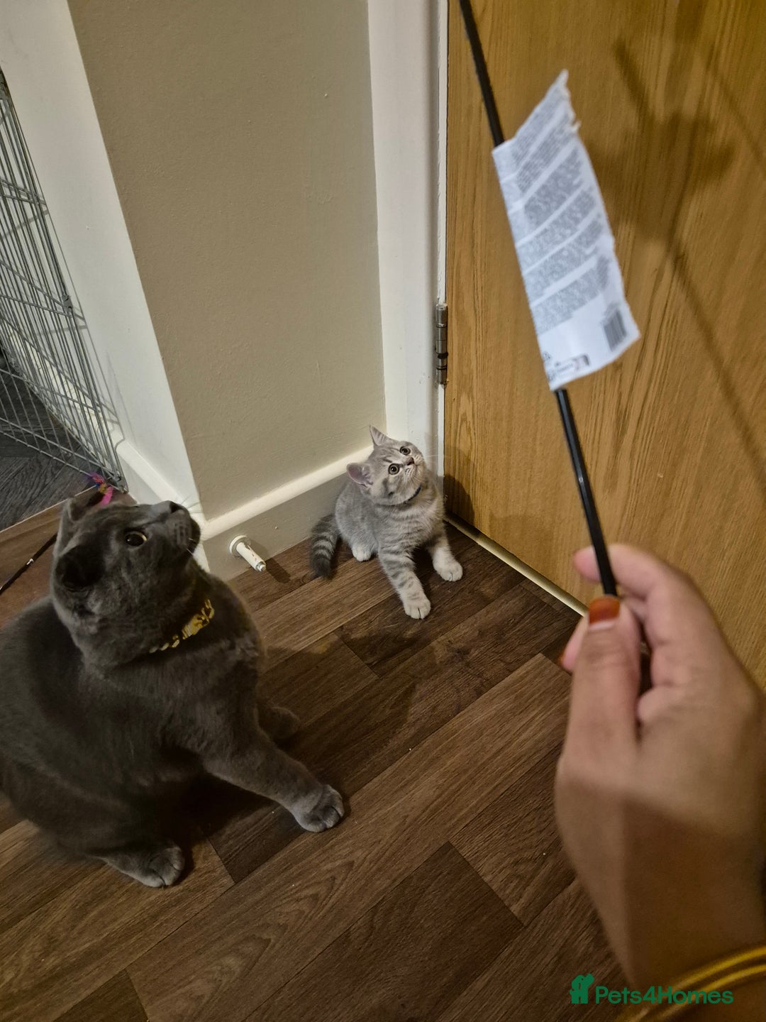 British Shorthair cats for sale: Beautiful BSH Kittens - Image 24