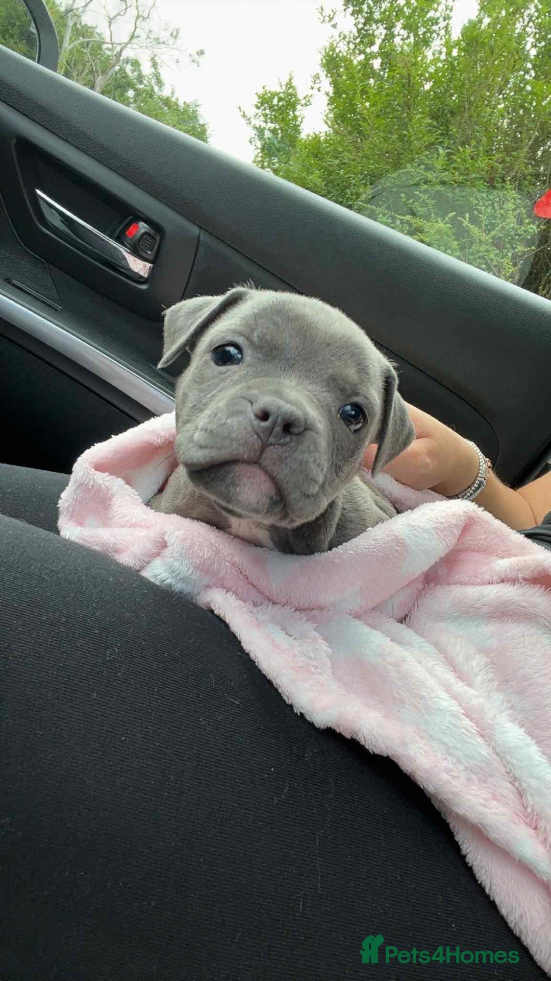 Mixed Breed dogs for sale: Classic American Bully  - Image 10