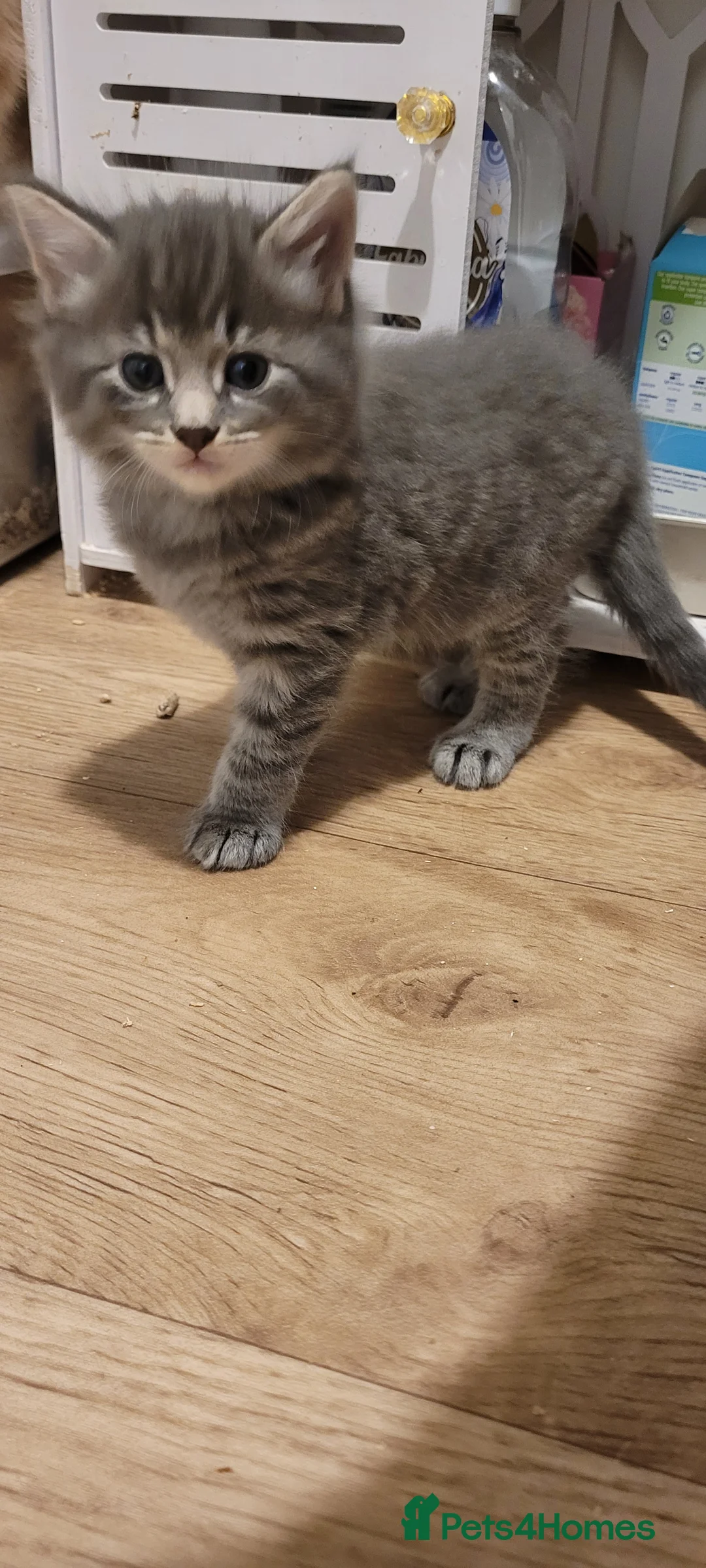 Mixed Breed cats for sale: Kittens mix short hair cross maine coon - Advert 5