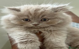 British Shorthair cats for sale: British shorthair/British longhair kittens 🐾  - Image 4