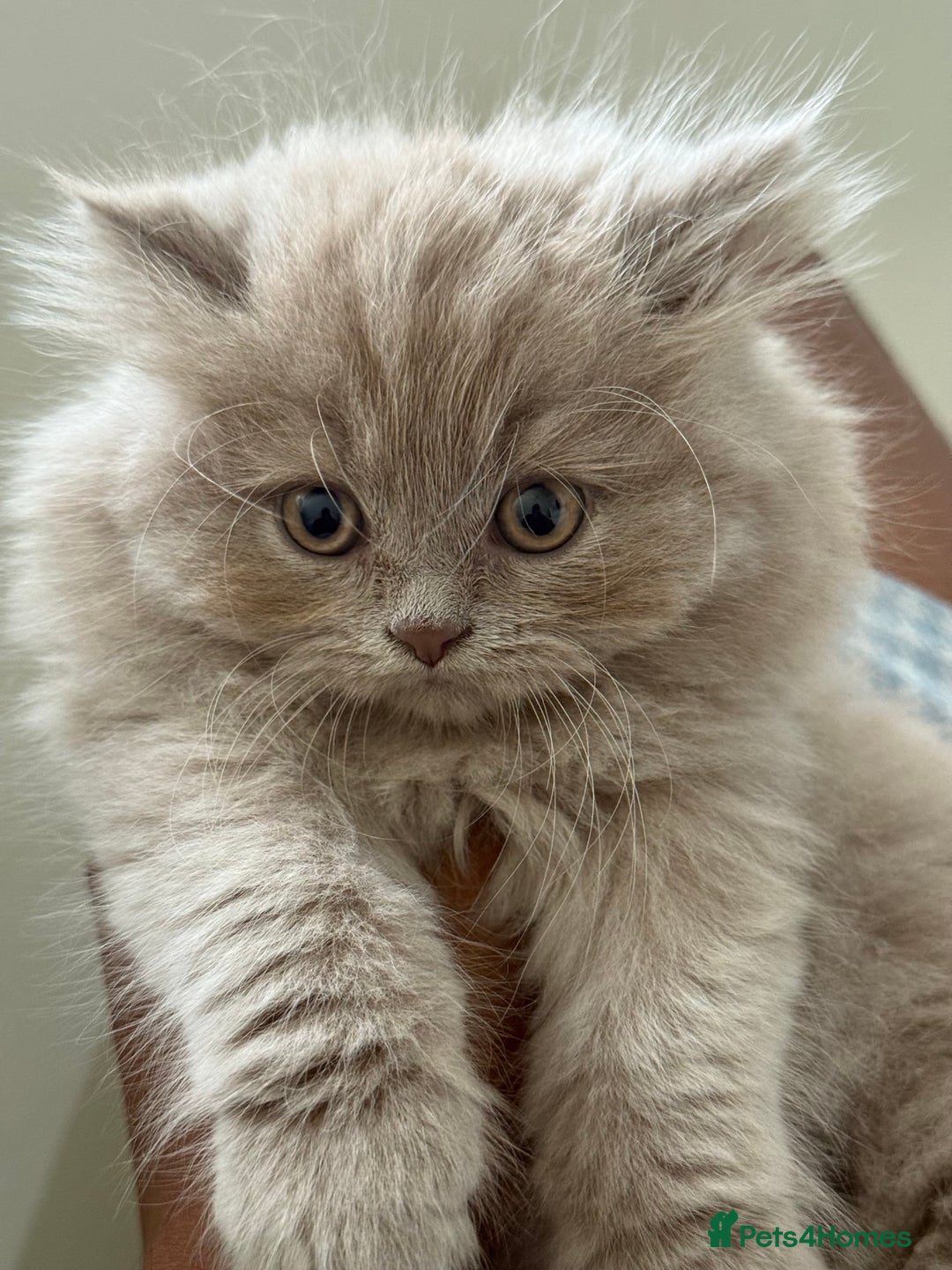 British Shorthair cats for sale: British shorthair/British longhair kittens 🐾  - Image 4