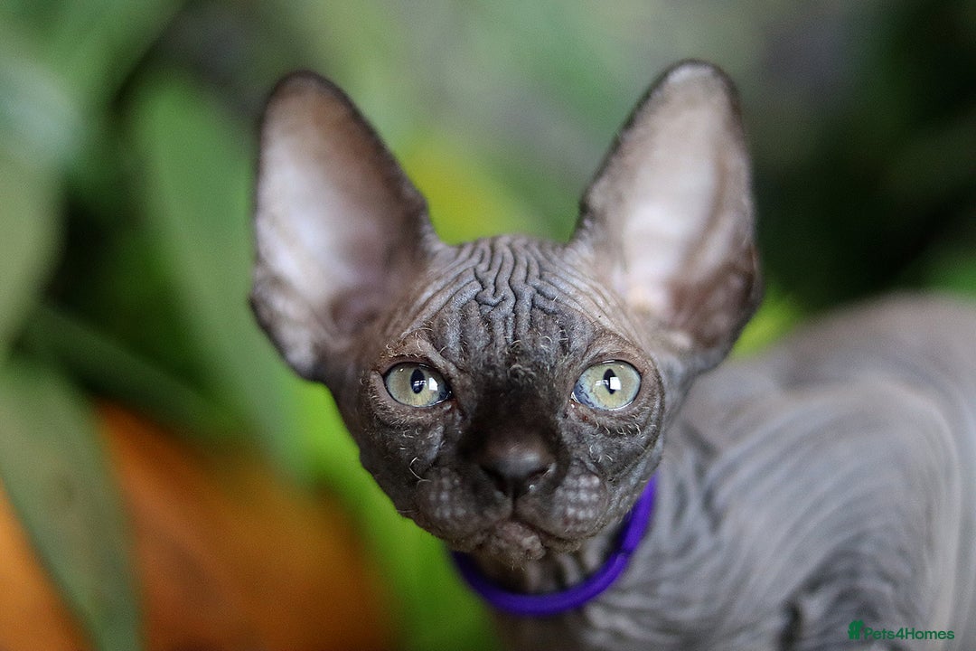 Sphynx cats for sale: Bloodline Sphynx Kittens  - Advert 13