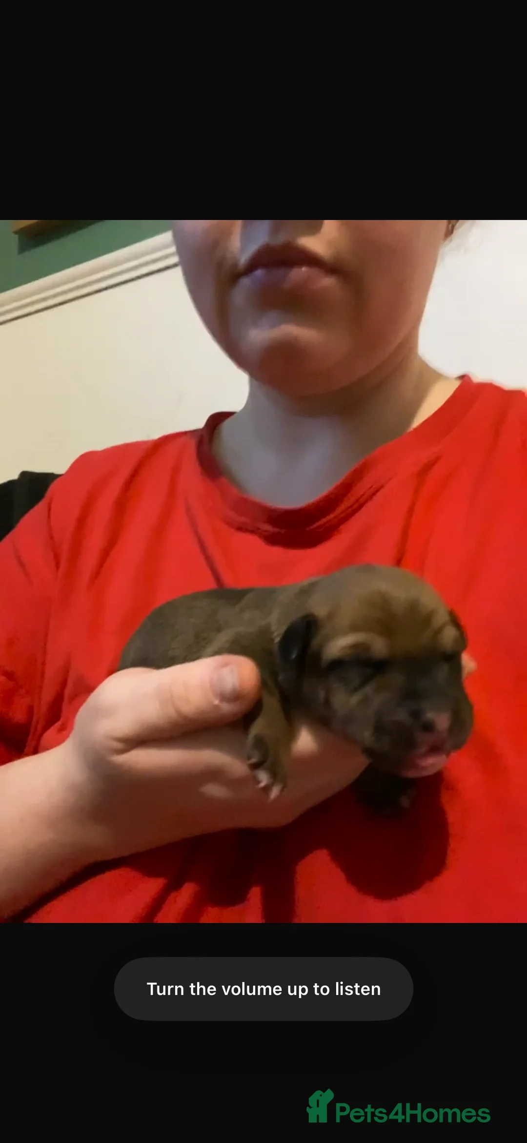 Mixed Breed dogs for sale: Staffy x Labrador Puppies – £700 – Bedford - Advert 3