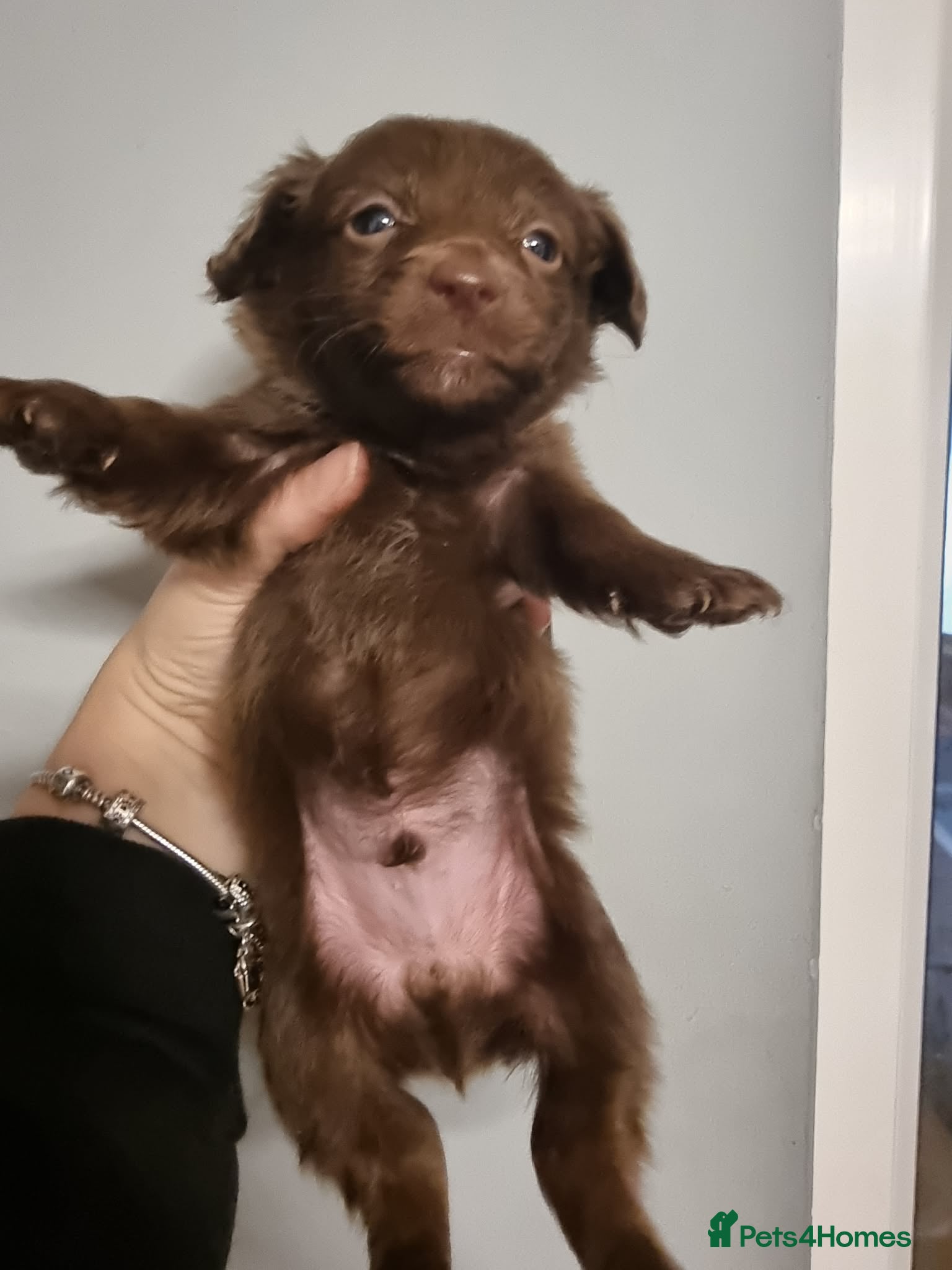 Mixed Breed dogs Miniature Dachshund x Pomeranian Puppies - Advert 12