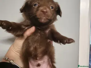 Mixed Breed dogs Miniature Dachshund x Pomeranian Puppies - Advert 12