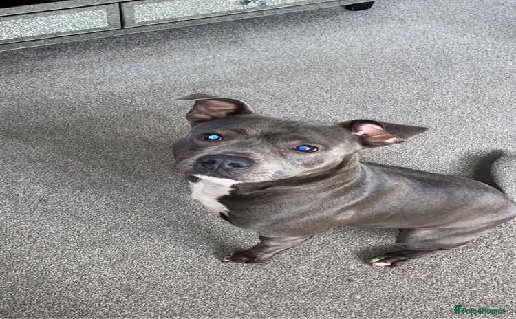 Staffordshire Bull Terrier dogs Staffordshire bull terrier cross - Advert 1