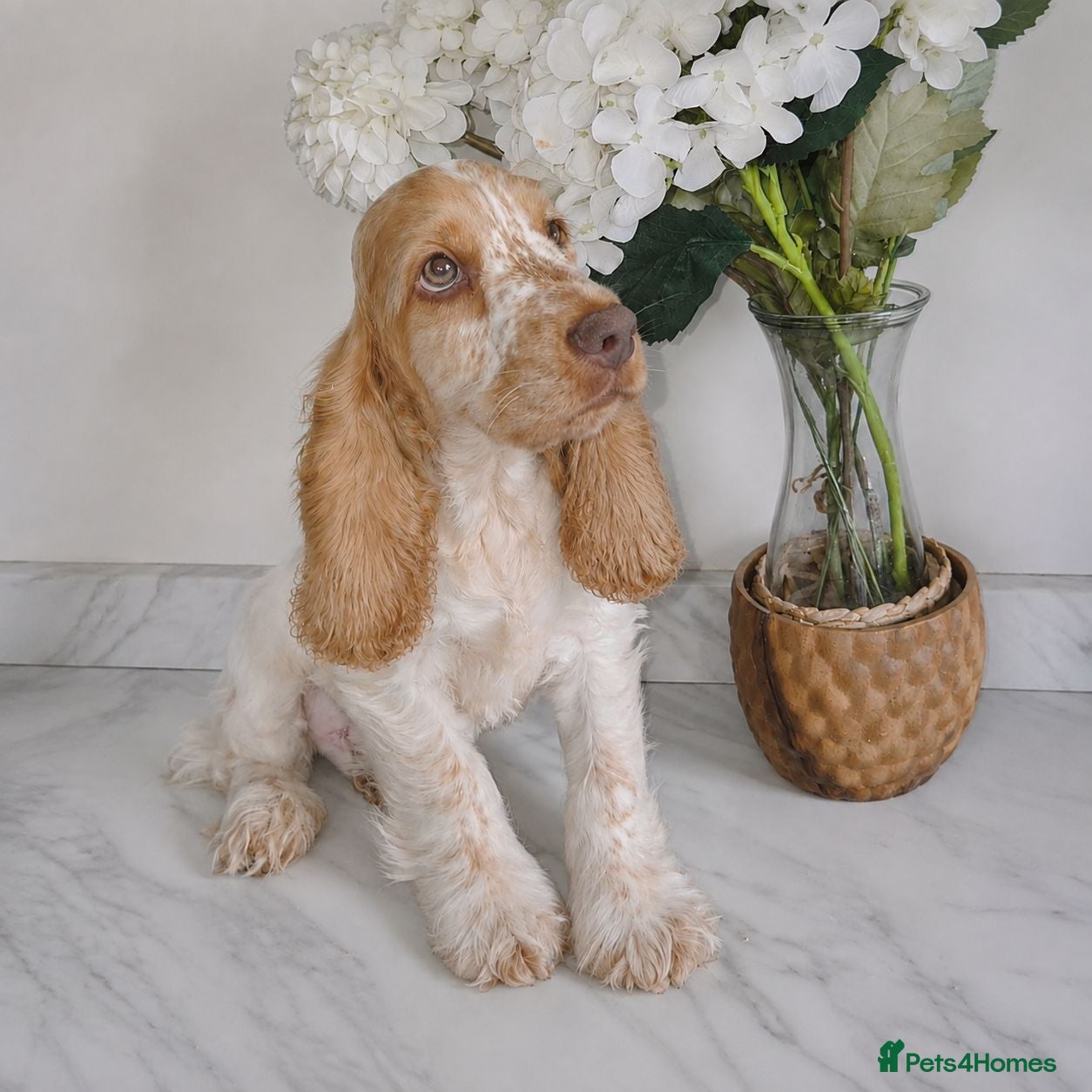 Cocker Spaniel dogs Exceptional True Show winning Champion Cockers. - Advert 8