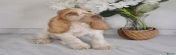 Cocker Spaniel dogs for sale: Exceptional True Show winning Champion Cockers. - Advert 4