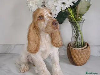 Cocker Spaniel dogs Exceptional True Show winning Champion Cockers. - Advert 8