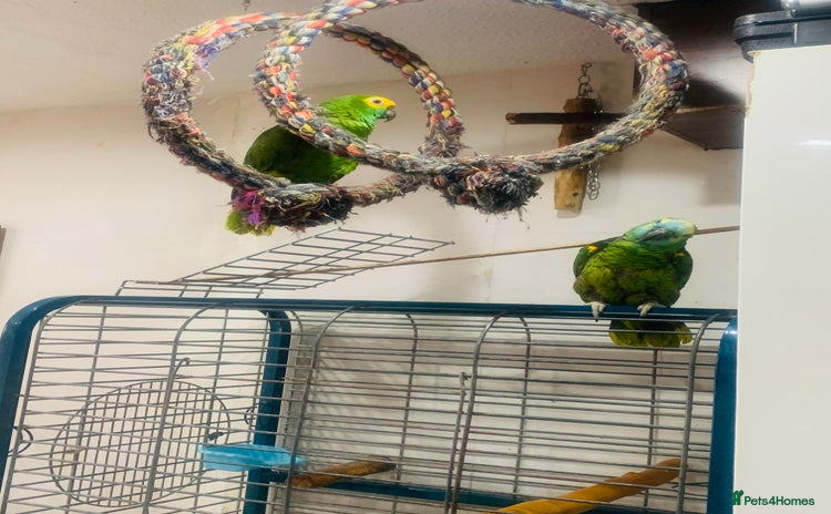 Parrots birds - Advert 1