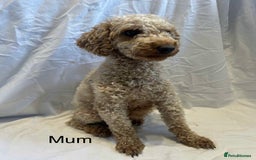 Miniature Poodle dogs for sale: Stunning miniature poodles available - Image 2