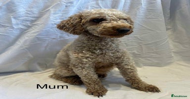 Miniature Poodle dogs - Advert 5